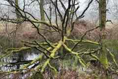 BSG-Nieuwjaars-weekend-Lage-Vuursche-jan-20255401