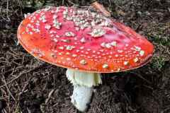 BSG-wandeling-Monschau-sept-2025_91