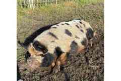 BSG-wandeling-BopZoom-feb-2026_019