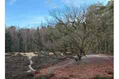 BSG-wandeling-BopZoom-feb-2026_029