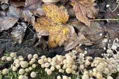 BSG-wandeling-Bentwoud_Niek_nov-2025_16