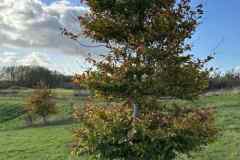 BSG-wandeling-Bentwoud_Niek_nov-2025_20