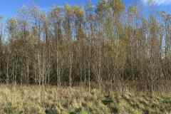 BSG-wandeling-Bentwoud_Niek_nov-2025_23