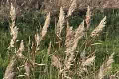 BSG-wandeling-Bentwoud_Niek_nov-2025_24