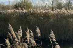 BSG-wandeling-Bentwoud_Niek_nov-2025_27