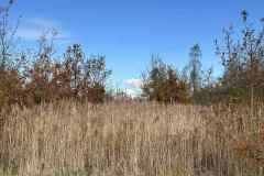 BSG-wandeling-Bentwoud_Niek_nov-2025_8