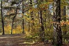 BSG-wandeling-Boxtel-17nov24_011