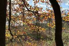 BSG-wandeling-Boxtel-17nov24_012