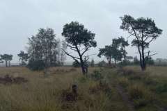 BSG-Kalmhoutse-Heide-13-sept-2026_029