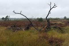 BSG-Kalmhoutse-Heide-13-sept-2026_033
