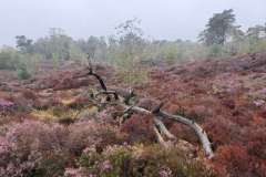 BSG-Kalmhoutse-Heide-13-sept-2026_038