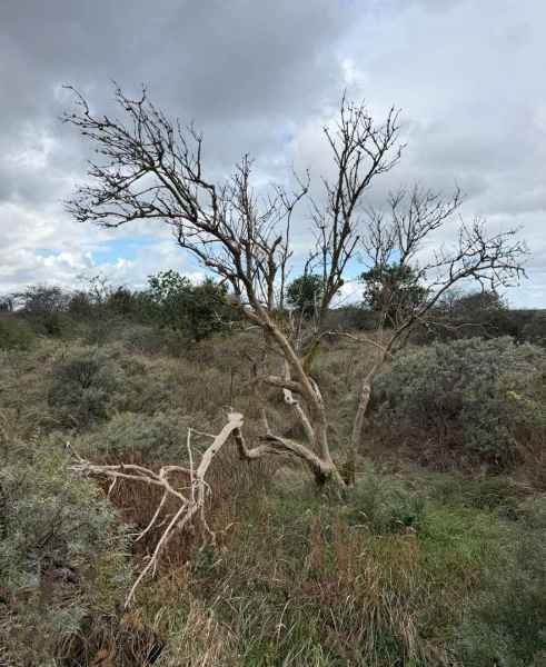 BSG-Kennemerduinen-11-okt-2026_04