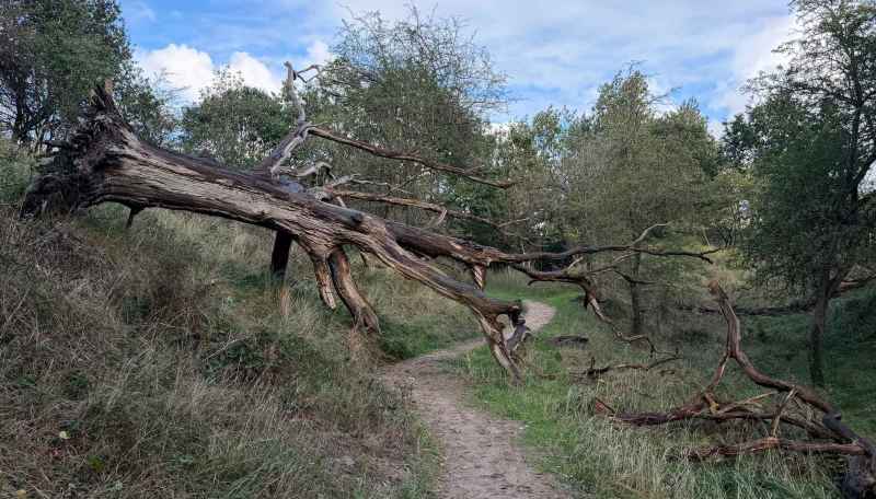 BSG-Kennemerduinen-11-okt-2026_040
