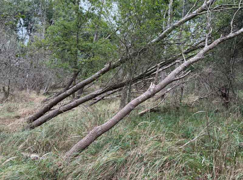 BSG-Kennemerduinen-11-okt-2026_07