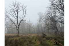 BSG-wandeling-Lage-Mierde_mrt-2026_02