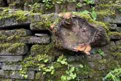 BSG-wandeling-Gilze_Rijen-junii-2026_09