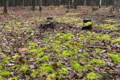 BSG-Bergen-op-Zoom_Niek_22