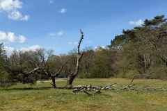 BSG-Driebergen_Zeit-april-2026_015