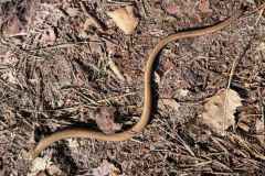 BSG-Driebergen_Zeit-april-2026_08