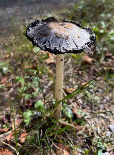 BSGEiffel-Simmarath-27_28-sept-2026_062
