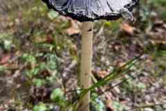 BSGEiffel-Simmarath-27_28-sept-2026_062