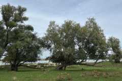 BSG-Gorinchem_Loeversteyn-sept-2025_341