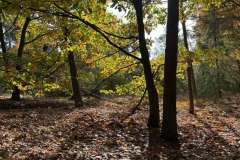 BSG-wandeling-Hilvarenbeek-okt_2025_111