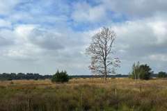 BSG-wandeling-Hilvarenbeek-okt_2025_121
