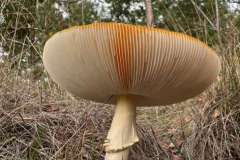 BSG-wandeling-Hilvarenbeek-okt_2025_151