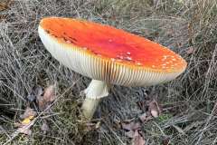 BSG-wandeling-Hilvarenbeek-okt_2025_161