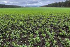 BSG-wandeling-Hilvarenbeek-okt_2025_171