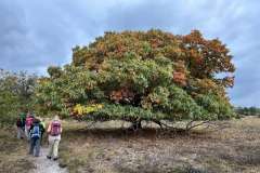 BSG-wandeling-Hilvarenbeek-okt_2025_201