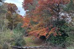 BSG-wandeling-Hilvarenbeek-okt_2025_231