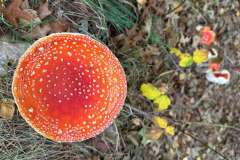 BSG-wandeling-Hilvarenbeek-okt_2025_241