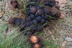 BSG-wandeling-Hilvarenbeek-okt_2025_281