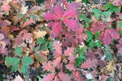 BSG-wandeling-Hilvarenbeek-okt_2025_291