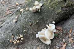 BSG-wandeling-Hilvarenbeek-okt_2025_351