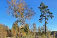 BSG-Gilze-Rijen_13nov22_Niek_016
