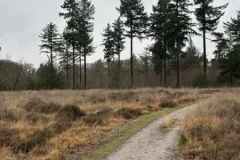 BSG-wandeling-Den-Dolder_Niek_dec-2025_15