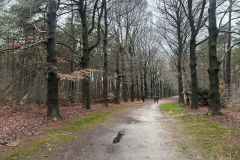BSG-wandeling-Den-Dolder_Niek_dec-2025_2