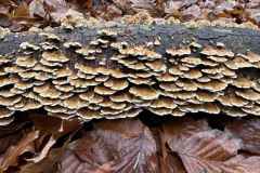 BSG-wandeling-Den-Dolder_Niek_dec-2025_23