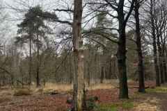 BSG-wandeling-Den-Dolder_Niek_dec-2025_3